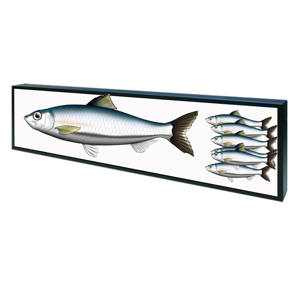 Buy cheap Open Frame Shelf Edge Lcd Display Customized Color 50,000 Hours Panel Life product