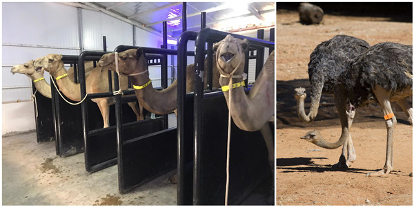 Cattle RFID Cable Tie , Identification Ring For Distinguishing Diseases And Management