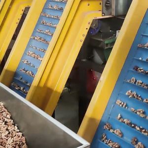 Automatic Walnut-Kernel Separating Machine Equipped With 8 Lanes Configuration