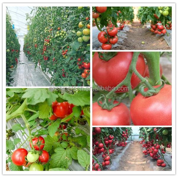 Super Strong Resistance Agriculture Multispan Greenhouse Frame for Growing Vegetables