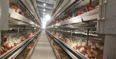Easy Disassembly Good Ventilation Prefabricated Steel Structure Chicken Shed Poultry House