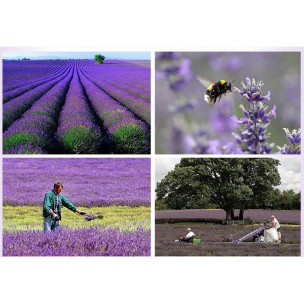 Deep Moisturizing Face Mask , Lavender Essential Oil Face Mask For Damage Repairing