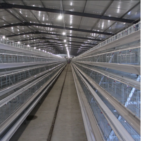 Custom Large Cascaded Layer Cage with Automatic Egg Collection and Galvanized Steel Construction in Customizable Tiers