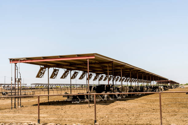 Weather-resistant Open-Side Cattle Shed with Bolt-Together Assembly and Customizable Dimensions