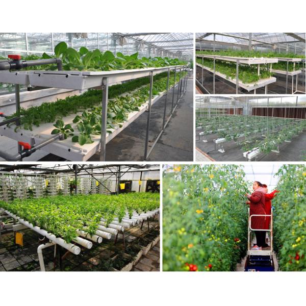 Agricultural Greenhouses NFT Soilless Hydroponic System For Tropical Desert