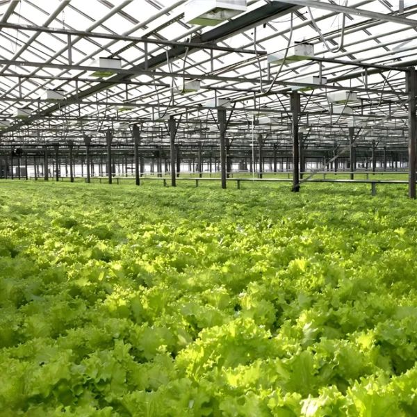 Customizable Dimensions Corrosion Resistant Hurricane Proof Modular Steel Greenhouse Prefabricated Steel Structure