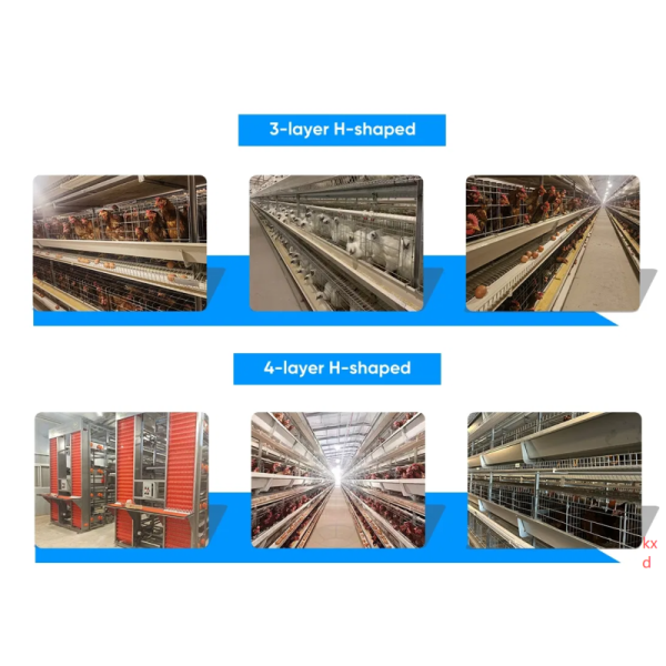 H Shaped Stacked Layer Chicken Cage with Modular Structure, Automatic Ventilation System, and Hot-DIP Galvanized Steel