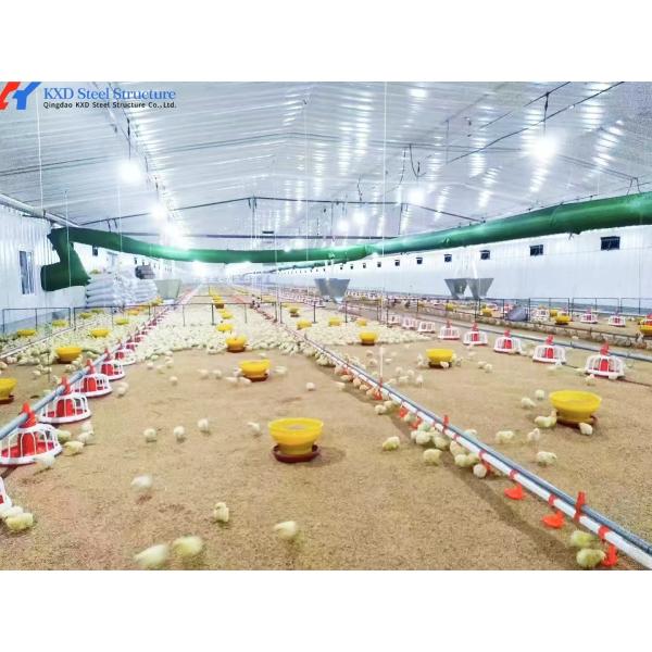 Steel Structure Poultry Shed for Broilers and Layers