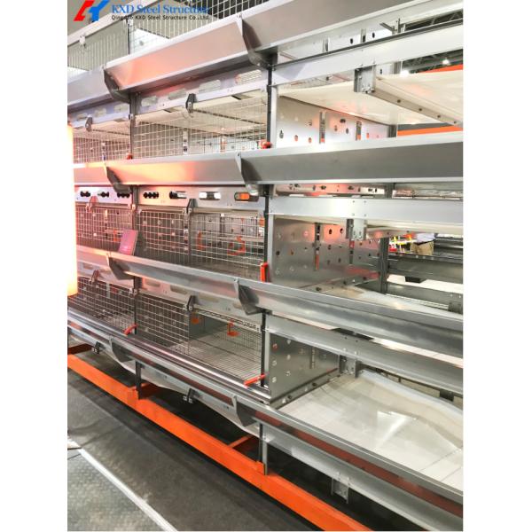 Modern Steel Poultry House Chicken Egg Collection System For Laying Hen