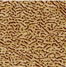 Multifunctional Atomic Force Microscope