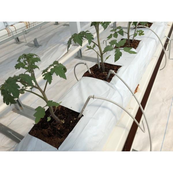 Durable Large Size Commercial Hydroponic Greenhouse With Soilless Cultivation