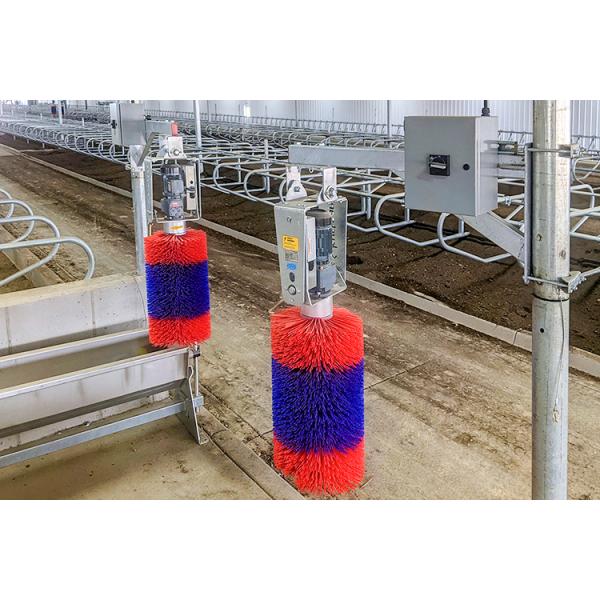 Cowshed Prefabricated with Light Steel Structure Frame and ISO9001 2008/CE/BV Certified