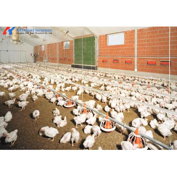 Steel Structure Poultry Shed for Broilers and Layers