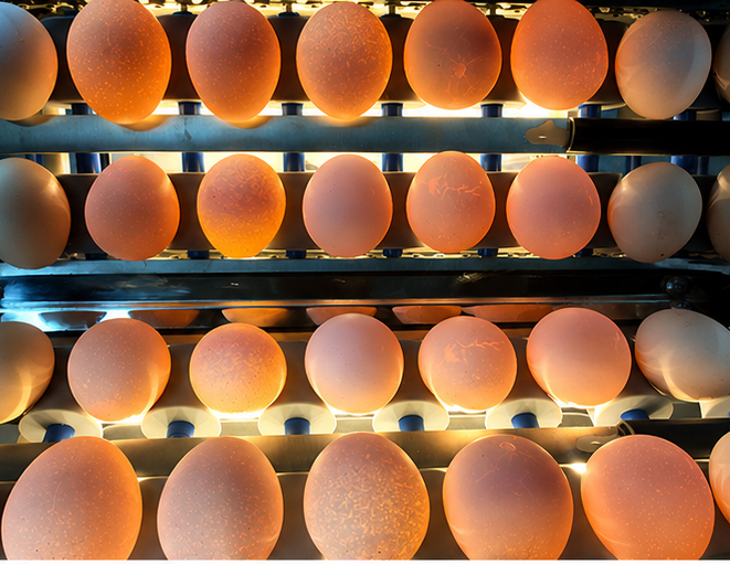 Stainless Steel Material 5 Grade Egg Sorter Grading and Candling Machine