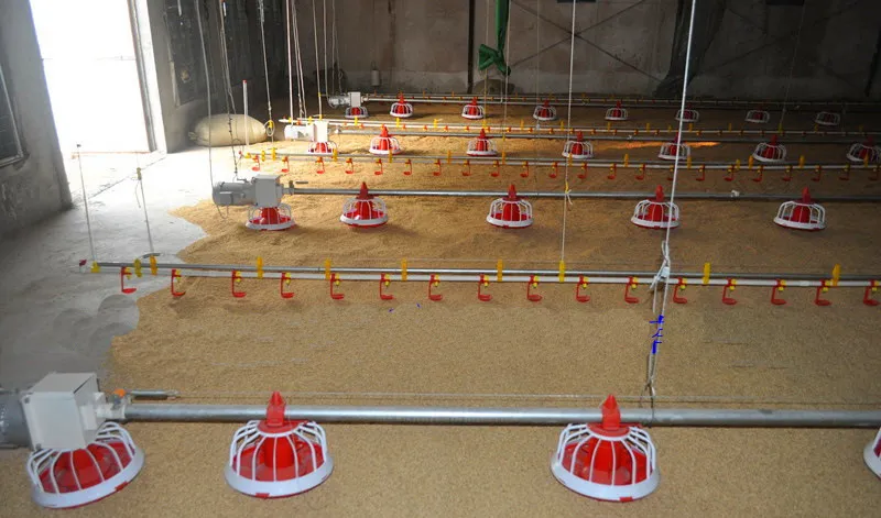 Fully Automatic Poultry Feeding System with Corrosion Resistant High Efficiency Chicken House Feeding Equipment