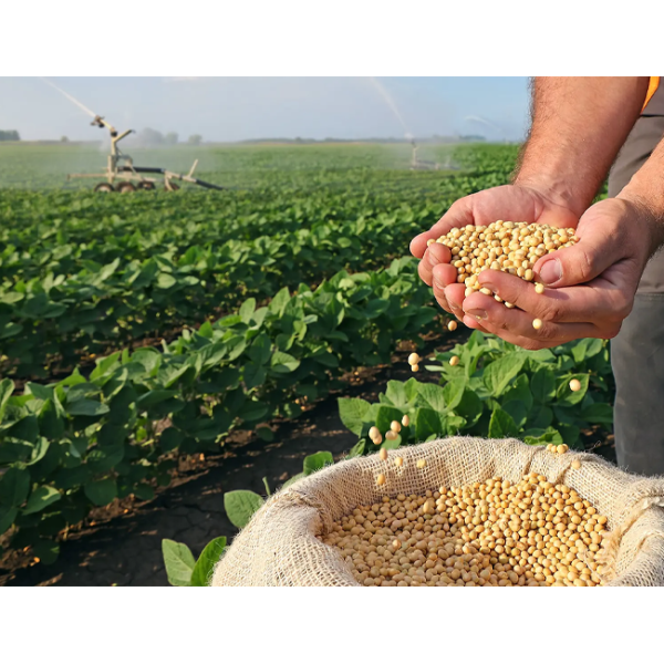 Customizable Organic Bio Fertilizer Soil Conditioning Eco Friendly