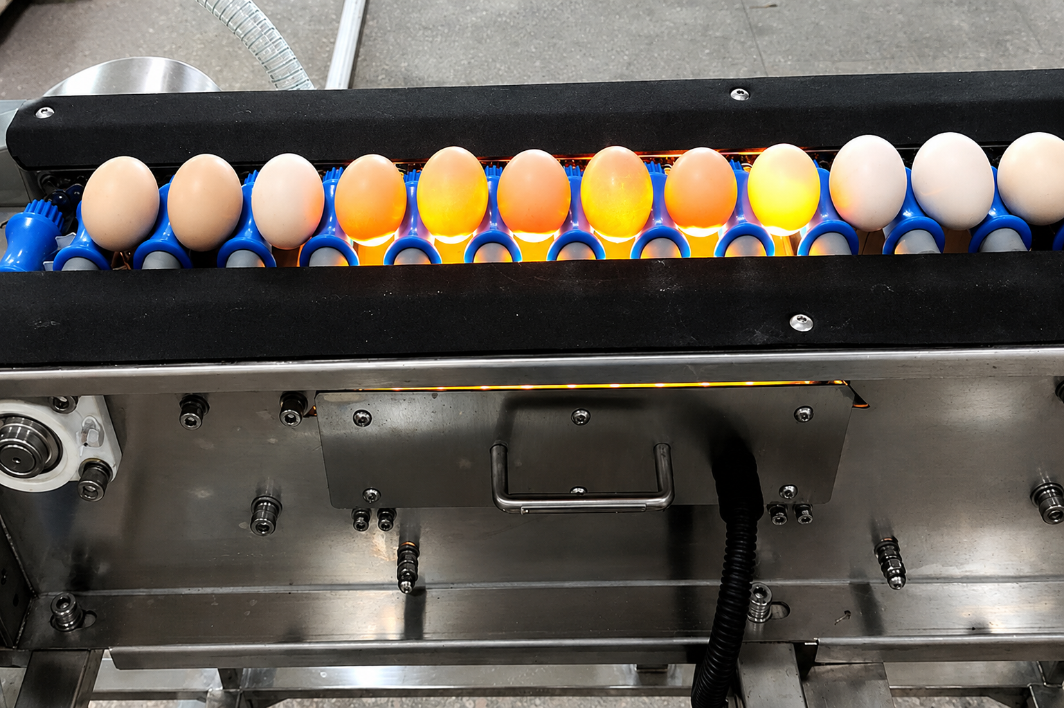 Sanitizer Sprayer Egg Washing Drying Machine With 3000 Eggs/Hour Capacity