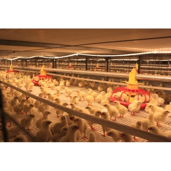 Insulation Panel Prefab Steel Structure Metal Breeding Poultry Chicken House