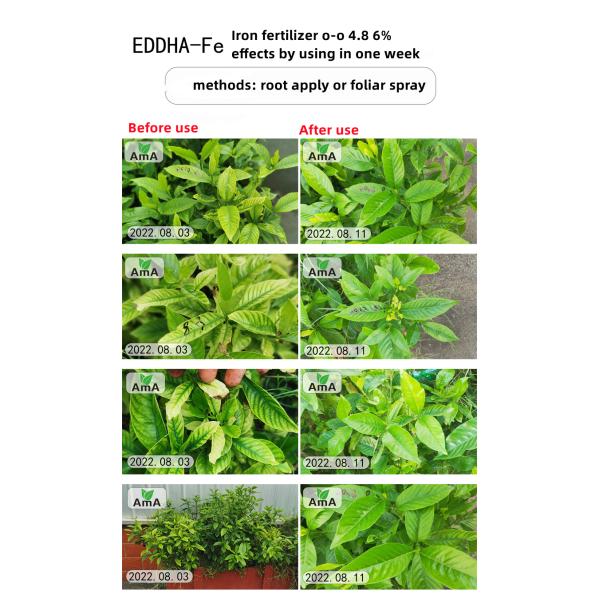 EDDHA Fe 6% Iron Chelate