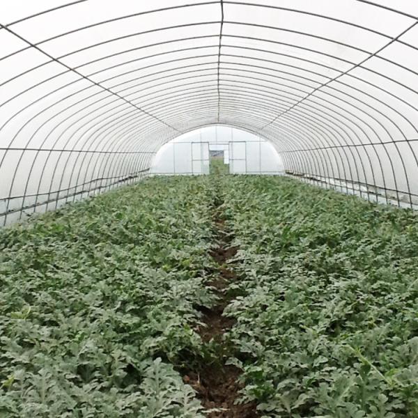 Hydroponic Growing System Single-Span Tunnel Plastic Film Greenhouse Agricultural