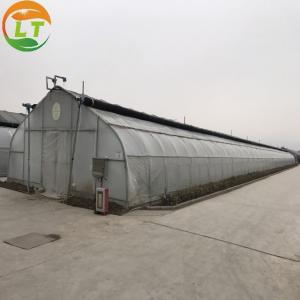China Film Covered Mushroom Cultured Greenhouse for Mushroom Cultivation and Easy Assembly on sale