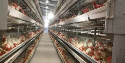 Prefabricated Steel Structure Chicken Coop with Stable Structure and Labor Saving Design