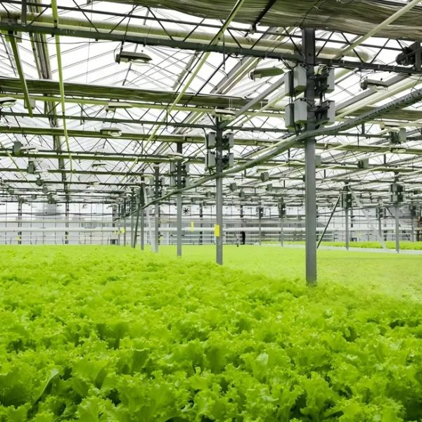 Customizable Dimensions Corrosion Resistant Hurricane Proof Modular Steel Greenhouse Prefabricated Steel Structure