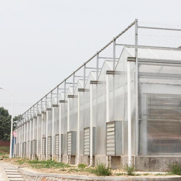 Solar Polycarbonate Sheet Greenhouse / Agricultural PC Sheet Greenhouse