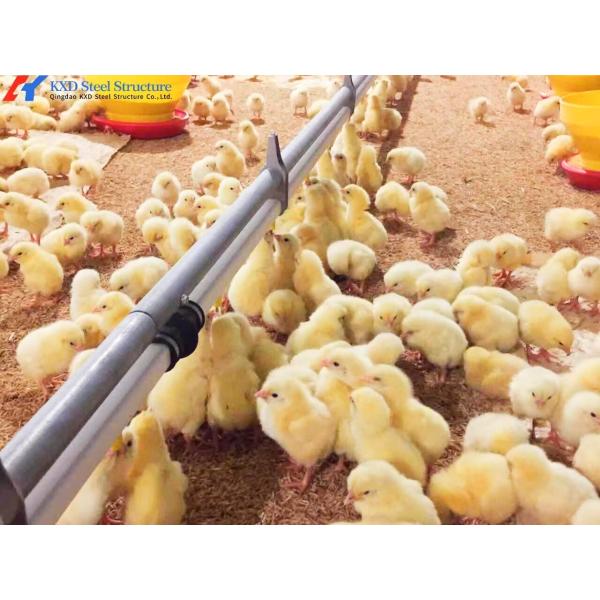 Modern Steel Poultry House Chicken Egg Collection System For Laying Hen