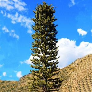 China Artificial Trees And Plants Communication Antennas Cell Towers 10-50m on sale