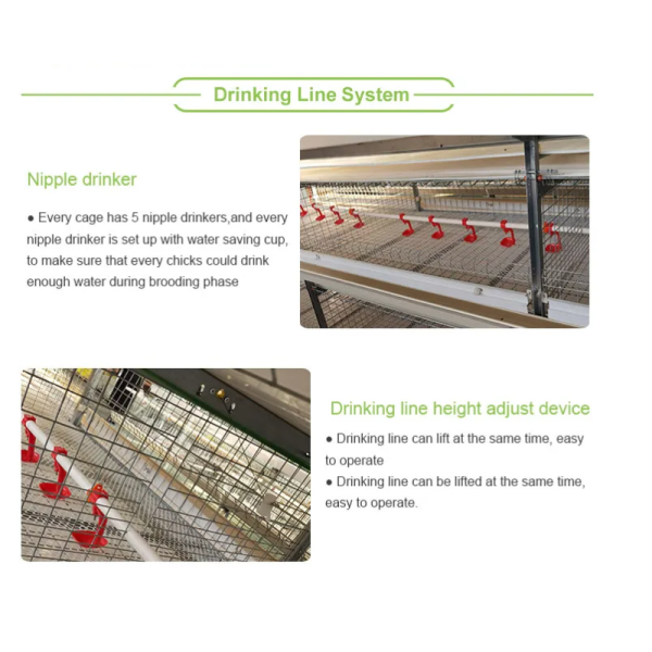 Fully Automatic 4-Tier H-Type Battery Cage with Hot-Dip Galvanized Steel for Layer Hens and Broilers