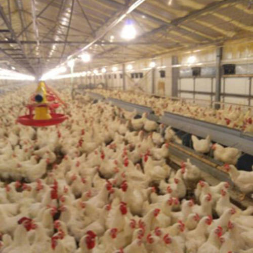 Nipple Drinking 14 Grill Auger Pan Feeding System 14 Birds / Feeder