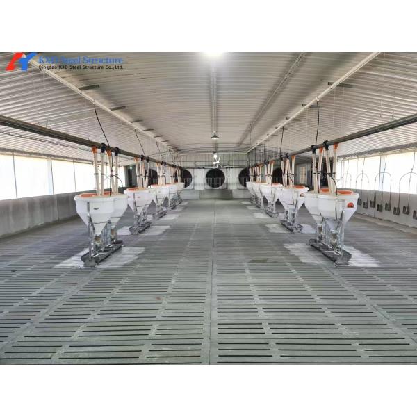 Fast Build Steel Structure Hog House / Hog Shed Customized