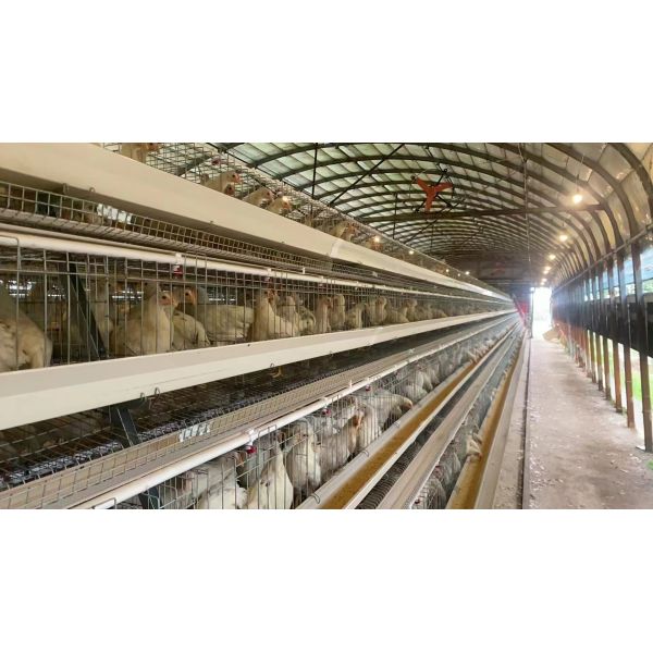 Smart Climate Control High-Efficiency Poultry House with Automated Feeding & Watering for Chicken Farms