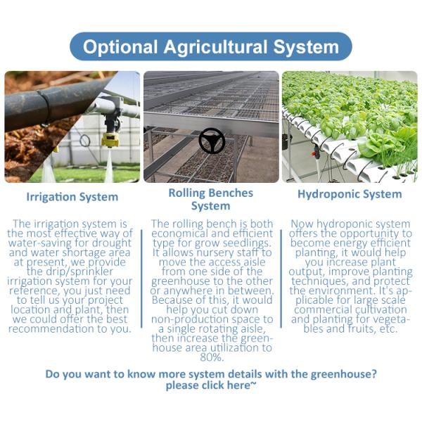 Hydroponic Growing System Single-Span Tunnel Plastic Film Greenhouse Agricultural