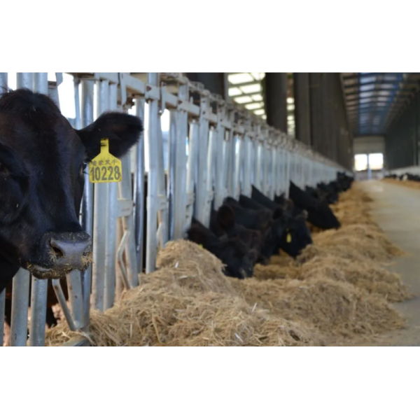 Modular Quick-Assembly Windproof Waterproof Low-Maintenance Steel Poultry House and Livestock Steel Shed