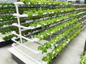 China CO2 Control NFT Hydroponic Equipment Hydroponic Garden Tower OEM ODM on sale