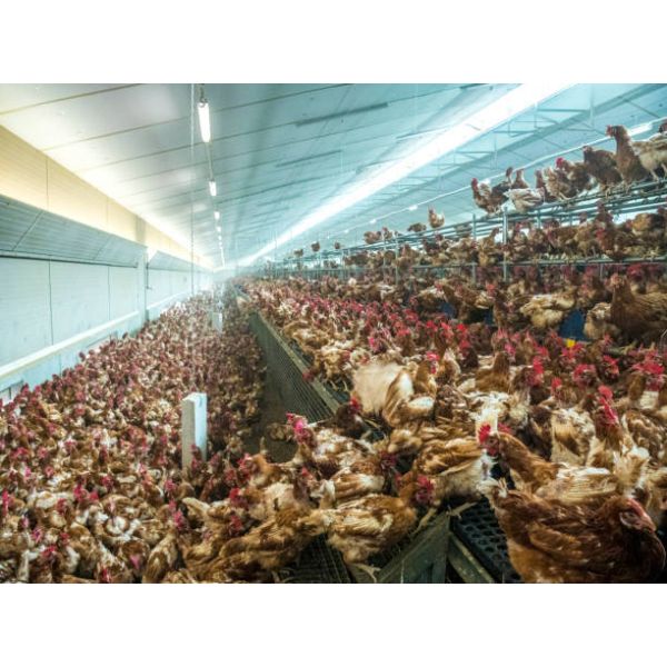 Corrosion Resistant High Efficiency Modular Poultry Ventilation System for Energy Saving Farm Ventilation