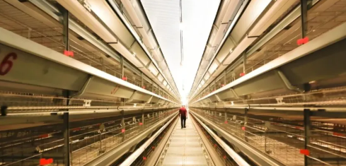 High Space Utilization Mold-Proof Prefabricated Steel Structure Chicken Coop