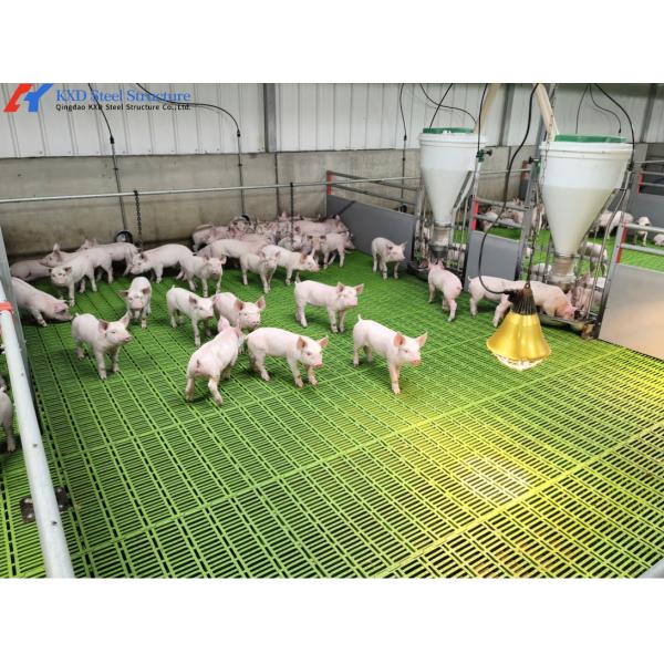 Customized Piggery Shed Steel Structure Animal Husbandry Green House