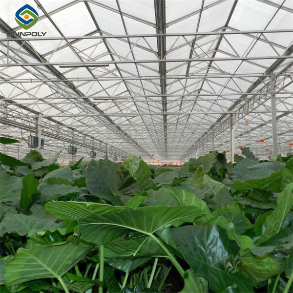 Customized Size Intelligent Greenhouse Vegetable Growing Greenhouse