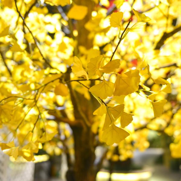 Evergreen Artificial Ginkgo Tree Natural Color Outdoor Anti UV Plants