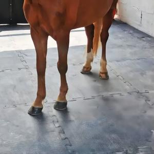 China Eva Bottom 10x12 Interlocking Rubber Mats For Horse Stalls on sale