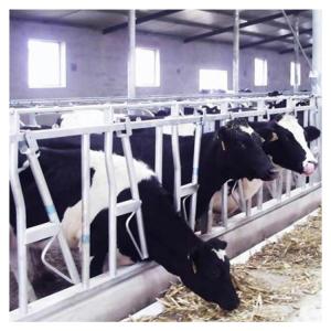 China Customized Self Closing Cattle Head Lock Gates Large Fixed on sale