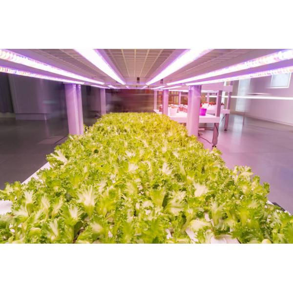 10MM LED purple light|uv led lamp|purple sun uv|purple glow uv light|10MM UV LEDs|LED Diodes 10mm