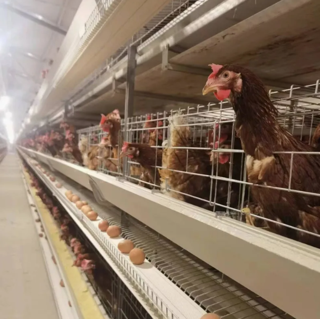 Hot Dipped Galvanized H Type Battery Cage with Automatic Feeding System and 15-20 Years Lifespan