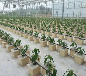 Agricultural Multispan Venlo Greenhouse Complete Hydroponic Nft Greenhouse