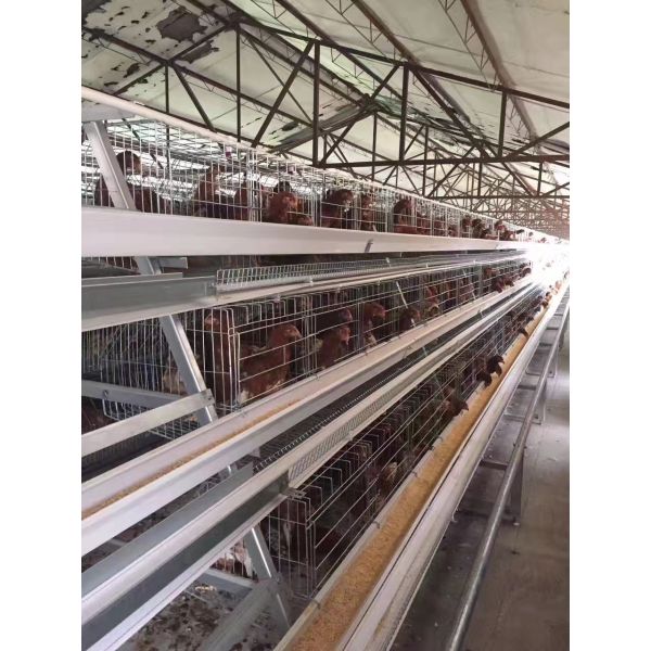 Turnkey Layer Cage Systems with High-Density Efficiency Superior Automation Integration and Optimized Natural Ventilation