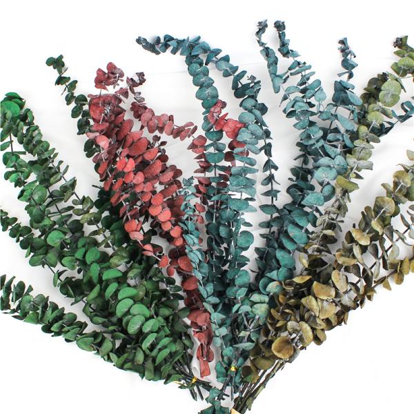 Artificial Dried Eucalyptus Plant , Preserved Silver Dollar Eucalyptus