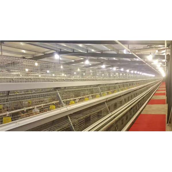 High Quality A Frame Brooding Chicken Cage Pullet Cage With Electro-Galvanized